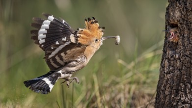 Eurasian Hoopoe (Upupa epops) feeding juvenile in breeding cavity, Saxony-Anhalt, Germany