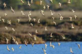 Kentish Plover (Charadrius alexandrinus) group flying, Mallorca, Spain