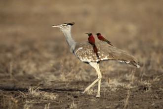 Arabian Bustard (Ardeotis arabs) with Northern Carmine Bee-eater (Merops nubicus) on its back,