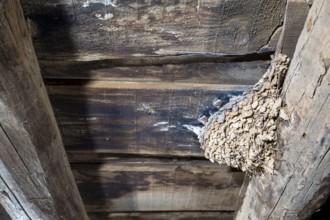 Barn Swallow (Hirundo rustica) in nest in a barn, Extremadura, Spain