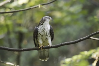 Honey buzzard (Pernis apivorus) sitting on a branch, North Rhine-Westphalia, Germany