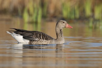 Greylag goose (Anser anser) swimming, North Rhine-Westphalia, Germany