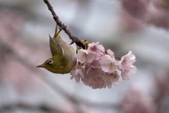 Japanese White-eye (Zosterops japonicus), in cherry tree, Chiyoda, Tokyo Prefecture, Tokyo, Japan