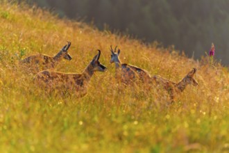 Several chamois standing in a meadow in the golden light of sunset, chamois, chamois, (Rupicapra
