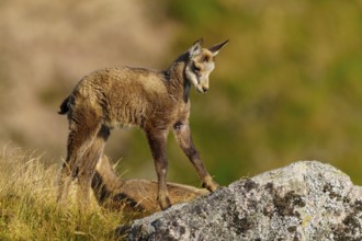 A young chamois stands on a rock, surrounded by grass, in a natural environment, chamois, chamois,