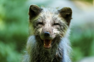 Close-up of a smiling fox in a forest, showing a happy and friendly demeanour, Arctic fox, (Alopex