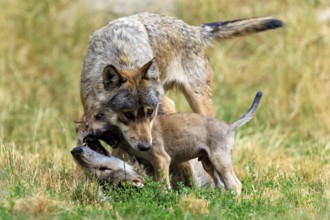 Young wolf playfully engages with an adult wolf in the meadow, Timberwolf, wolf, American wolf,