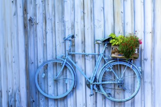 Blue, old bicycle on a wooden wall, Unterallgäu, Bavaria
