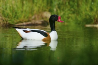 Swimming duck with red bill in natural environment, shelduck (Tadorna tadorna), spring, France