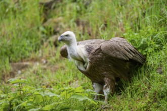 Eurasian griffon vulture (Gyps fulvus) on a meadow, Bavaria, Germany