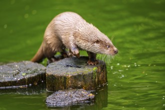 Eurasian otter (Lutra lutra) on an old tree trunk in the water, Bavaria, Germany