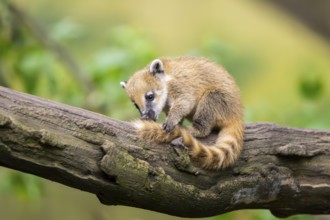 South American coati (Nasua nasua) youngster on an old tree trunk, captive, Zoo Augsburg