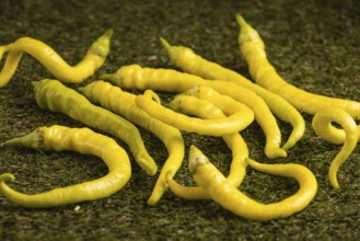 Fresh peppers with slightly twisted shapes on green grass