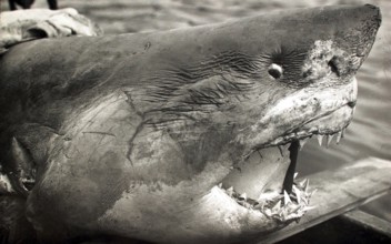 Great white shark (Carcharodon carcharias), portrait with open mouth, teeth, ca. 1930, South Africa