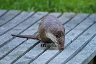 European otter (Lutra lutra), with wet fur examining a wooden surface, Germany
