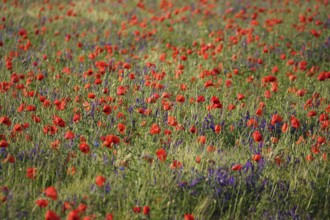 Beautiful picturesque poppy field, June, Germany