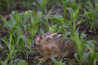 Brown hare in a maize field, Wittlich, Rhineland-Palatinate, Germany