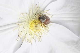Cockchafer, field cockchafer (Melolontha melolontha), female on a clematis flower, Wilnsdorf, North