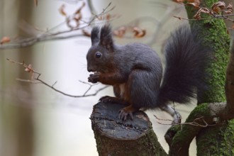 Dark variant... Eurasian red squirrel (Sciurus vulgaris), goblin of the forest, adult animal, sits