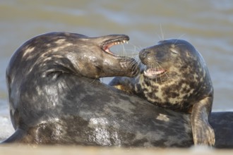 Grey seal (Halichoerus grypus) two adult animal seals during their courtship love display on a