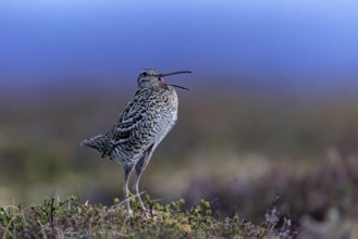 Great snipe (Gallinago media) male calling during courtship display at lek at dusk on tundra