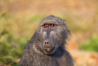 Bear baboon (Papio ursinus), adult, sitting in dry grass, animal portrait, Kruger National Park,