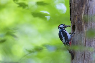 Pileated Woodpecker (Dendrocopos major) at the breeding cavity, Piciformes, Göggingen,