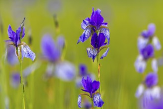 Siberian iris (Iris sibirica), Iris family (Iridaceae), Eriskircher Ried, Baden-Württemberg,