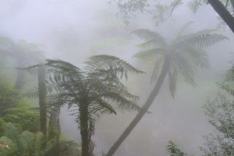 Hazy forest with fern trees and dense green foliage in the mist, Te Manaroa Spring, Hot Spring,