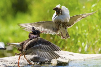 Ruff in an intense diving fight, wings spread over water surfaces, Ruff (Calidris pugnax, Syn.: