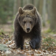 Frontal approach... European brown bear (Ursus arctos), young bear runs a little clumsily directly