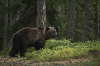 European brown bear (Ursus arctos) walks through a forest in search of food, seems to absorb
