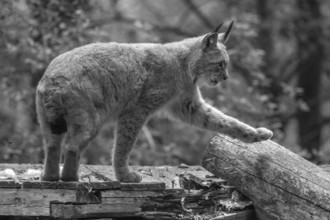 Eurasian lynx (Lynx lynx), wildlife park, Bavaria, Germany