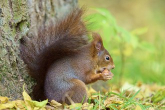 Eurasian squirrel (Sciurus vulgaris), enjoying a nut next to a tree trunk with rustling autumn