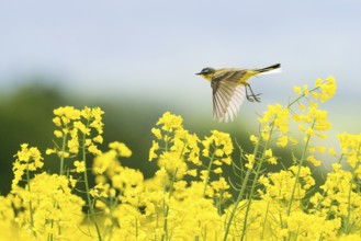 A yellow wagtail (Motacilla flava) flies over a flowering rape field under a clear sky, Hesse,