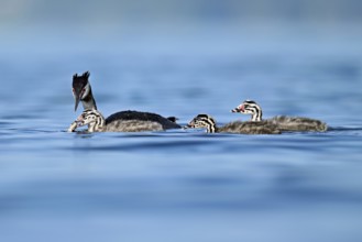 Great Crested Grebe (Podiceps Scalloped ribbonfish), feeding a chick with fish, swimming in the