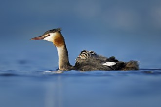Great Crested Grebe (Podiceps Scalloped ribbonfish), with two chicks in plumage swimming in the