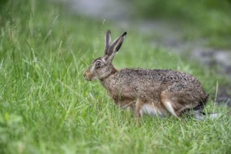European hare (Lepus europaeus), Emsland, Lower Saxony, Germany