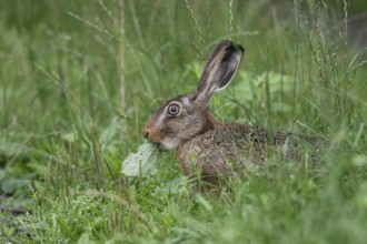 European hare (Lepus europaeus), Emsland, Lower Saxony, Germany