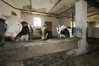 Cows in the historic barn