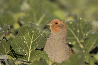 Grey Partridge (Perdix perdix), Thuringia, Germany