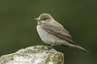 Spotted Flycatcher (Muscicapa striata), Rhineland-Palatinate, Germany