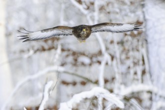 Common Buzzard (Buteo buteo) flying, North Rhine-Westphalia, Germany