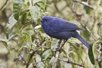 Tit-like Dacnis (Xenodacnis parina), Ecuador