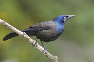 Common Grackle (Quiscalus quiscula), Ontario, Canada