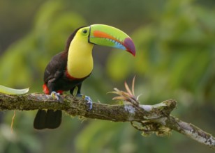 Keel-billed Toucan (Ramphastos sulfuratus) - at Laguna Lagarto Lodge near Boca Tapada, Costa Rica