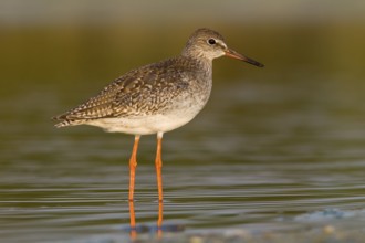 Common redshank (Tringa totanus), walking on marsh, Galicia, Spain