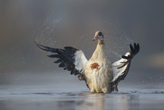 Egyptian Goose (Alopochen aegyptiaca) bathing, North Rhine-Westphalia, Germany