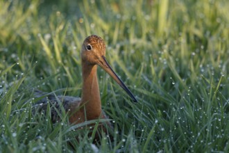 Black-tailed Godwit (Limosa limosa), Netherlands