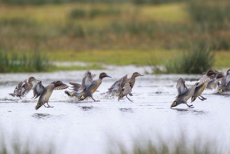 Eurasian Teal (Anas crecca) group landing, North Rhine-Westphalia, Germany